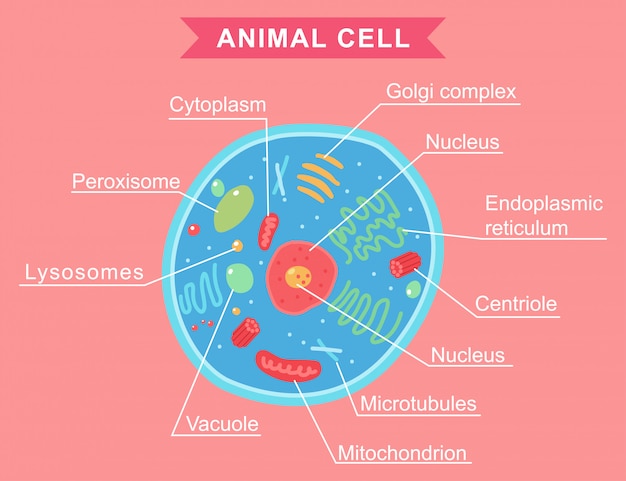 Ilustración de dibujos animados de anatomía de células animales aislado en.  | Vector Premium