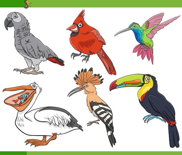 Ilustración de dibujos animados de aves conjunto de caracteres de especies animales