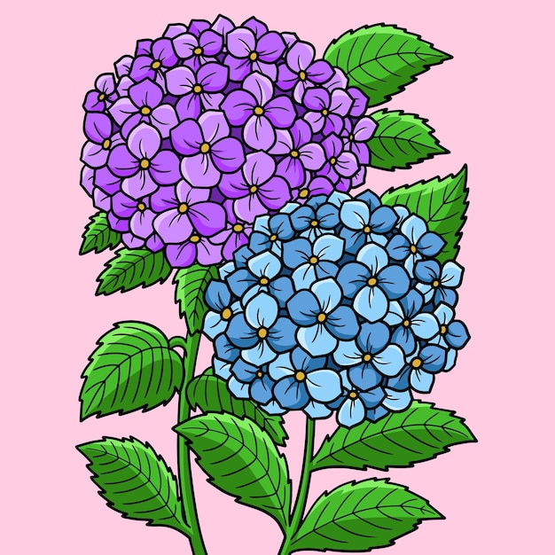 Ilustración de dibujos animados de color de flor de hortensia