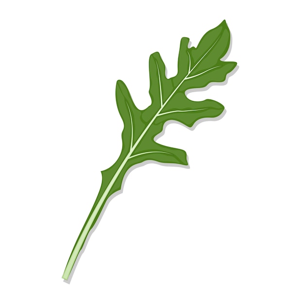 Vector ilustración de dibujos animados de hojas de cohete de rúcula vegetal