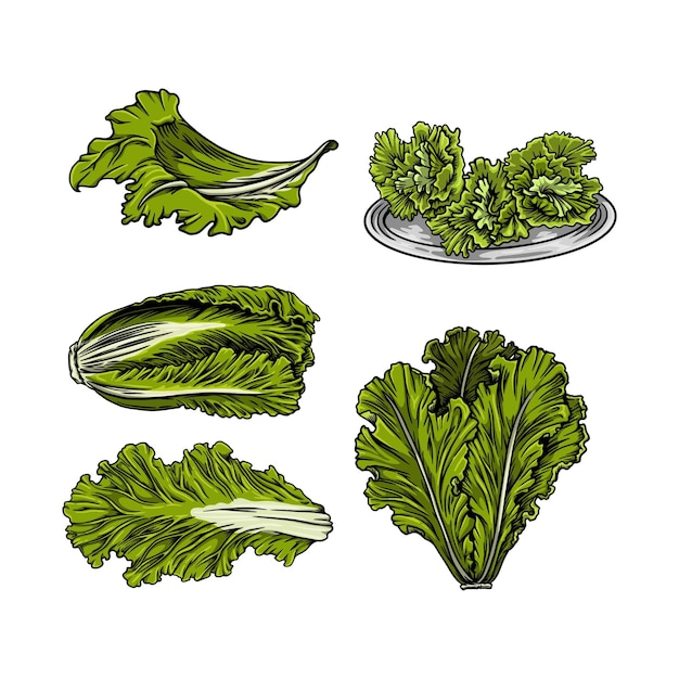 Ilustración de dibujos animados de lechuga