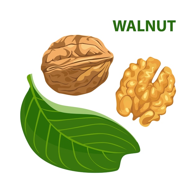 Vector ilustración de dibujos animados de nueces y hojas