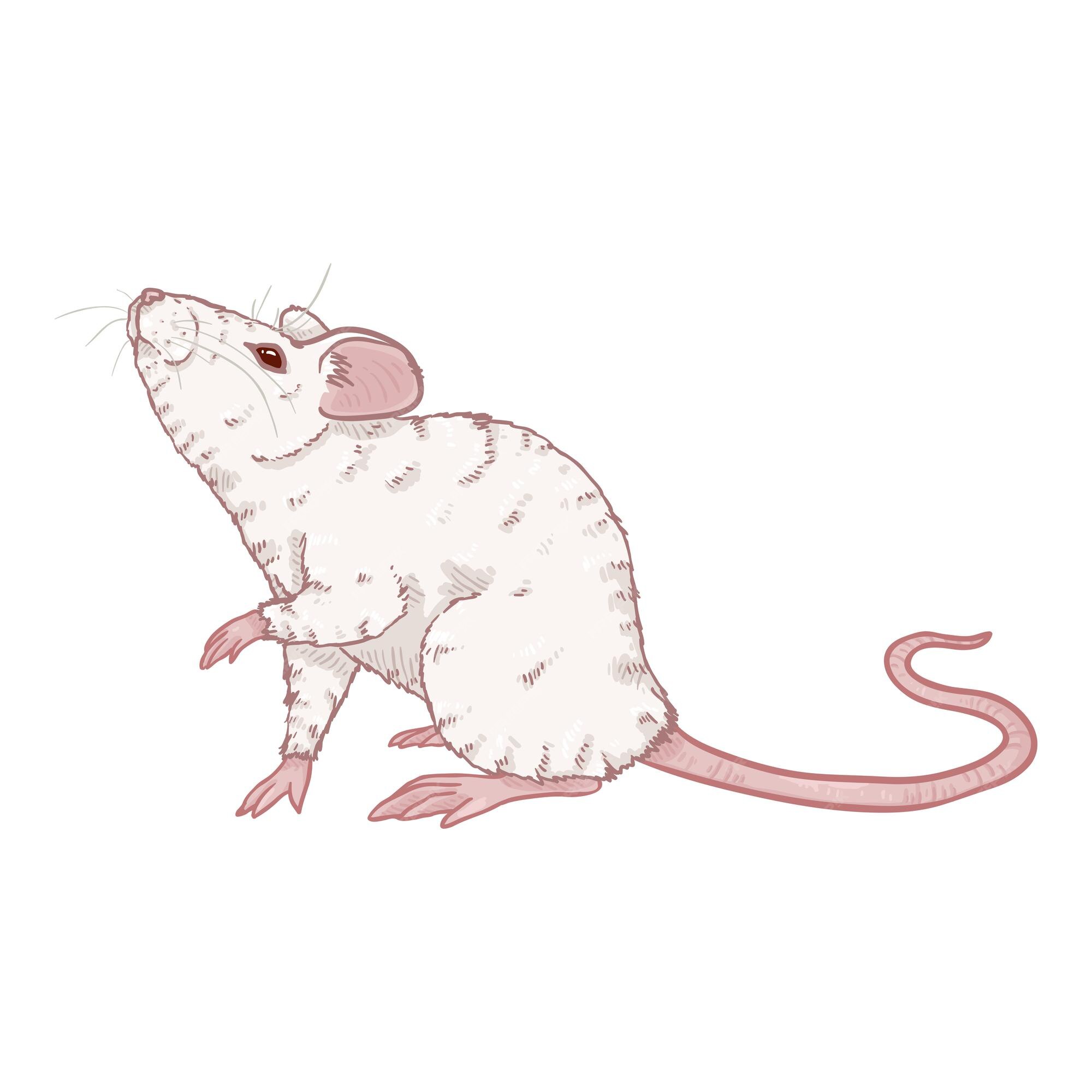 Ilustración de dibujos animados de vector - ratón blanco albino | Vector  Premium