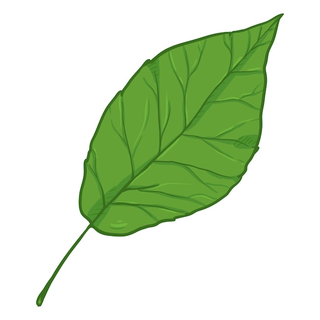 Vector ilustración de dibujos animados vectoriales hoja verde de álamo