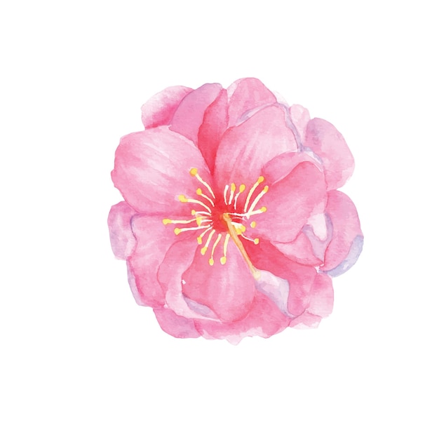 Ilustración digital de acuarela dibujada a mano flor de cerezo rosa flor de sakura
