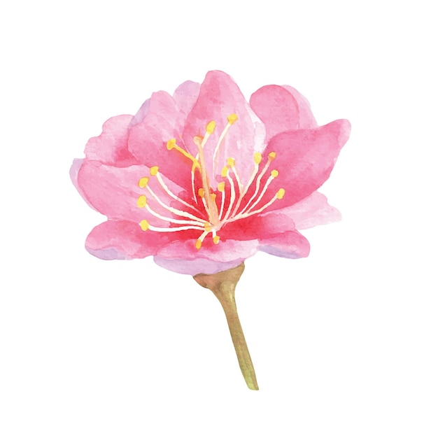 Ilustración digital de acuarela dibujada a mano flor de cerezo rosa flor de sakura