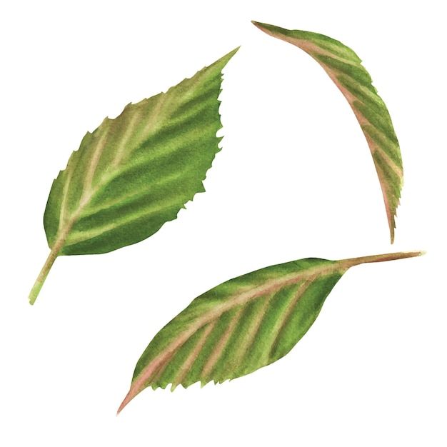 Ilustración digital de acuarela dibujada a mano ilustración de tres hojas de cereza verde sakura vector