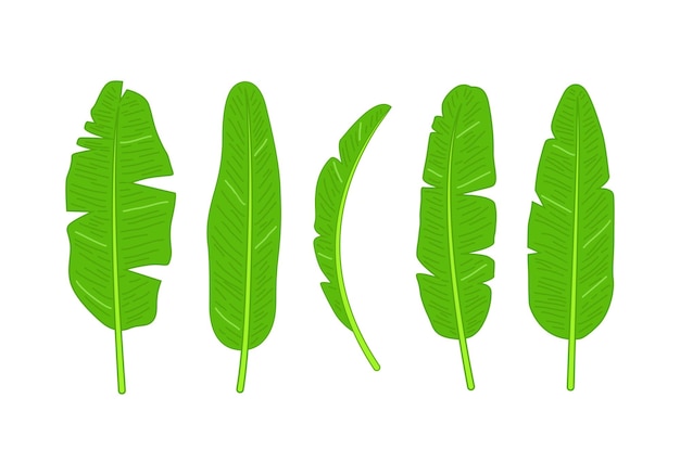 Ilustración del diseño del conjunto vectorial de hojas de plátano