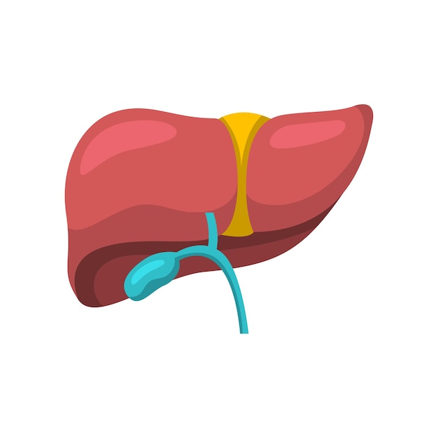 Ilustración de diseño de icono de hígado Diseño vectorial