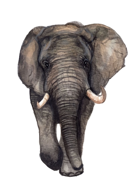 Ilustración de elefante pintado a mano en acuarela