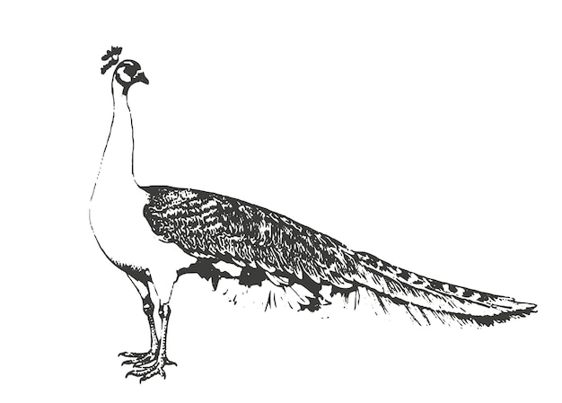 Ilustración elegante del pavo real