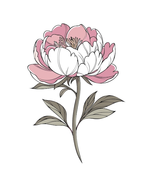 Ilustración elegante de la peonía rosa sobre un fondo blanco