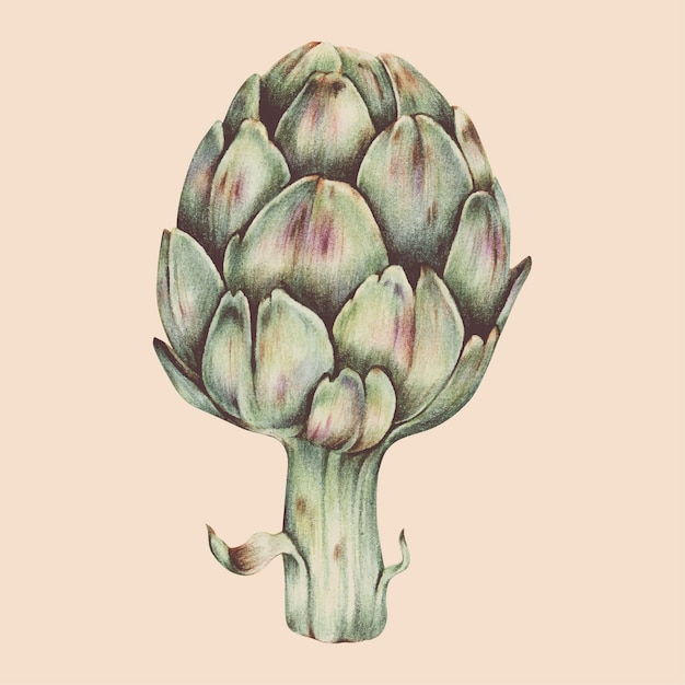 Ilustración del estilo de acuarela vegetal