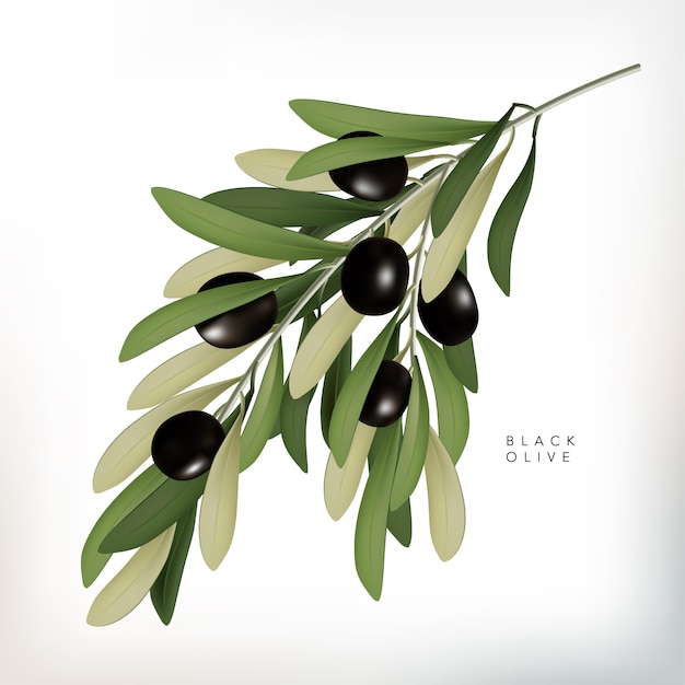 Ilustración de estilo clásico verde oliva con hojas