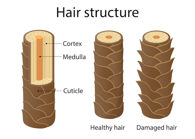 Vector ilustración de estilo de dibujos animados de capa de estructura de cabello