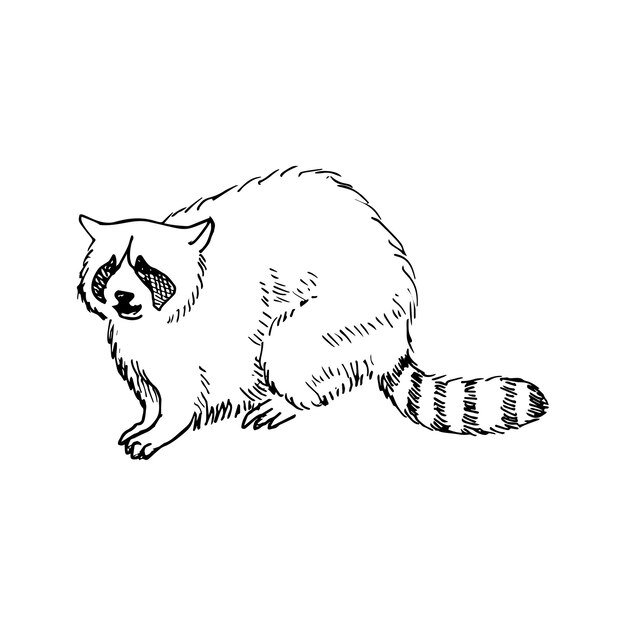 Ilustración en estilo de tinta de arte de mapache