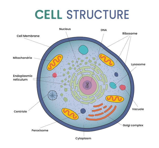 Vector ilustración de la estructura de la célula infográfica