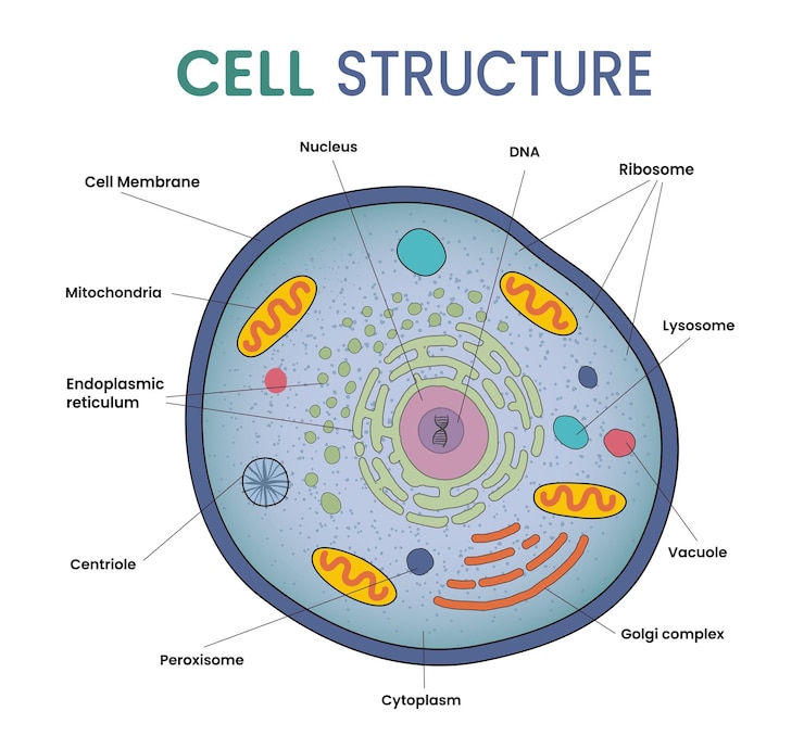 Vector ilustración de la estructura de la célula infográfica