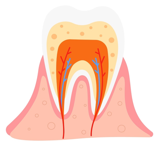 Vector ilustración de estructura dental cartel médico de anatomía dental