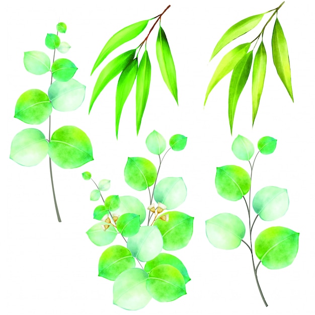 Ilustración de eucalipto aislado sobre fondo blanco