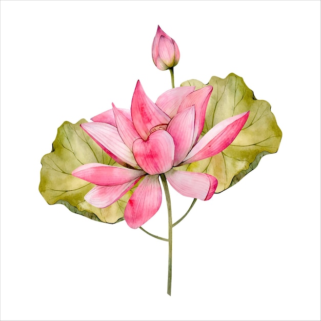 Ilustración de flor de acuarela de loto rosa aislado en blanco Clipart floral de nenúfar de acuarela
