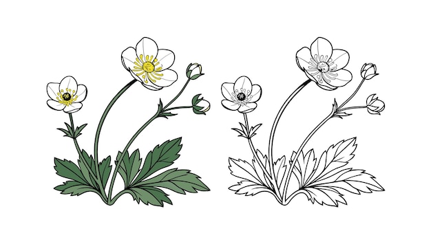 Ilustración de una flor de anémona con hojas detalladas