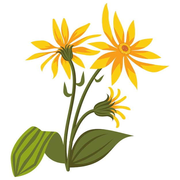 Ilustración de la flor de la árnica de montaña