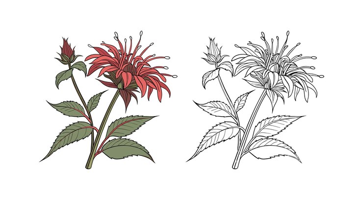 Vector ilustración de la flor del bálsamo de abeja