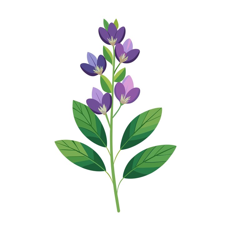 Vector ilustración de la flor de baptisia sobre un fondo blanco