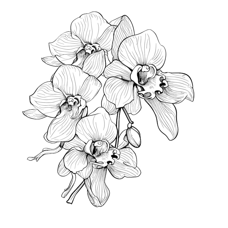Vector ilustración de flor de bosquejo dibujado a mano