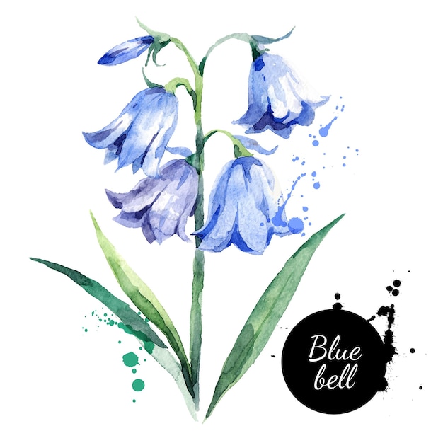 Ilustración de flor de campanilla acuarela dibujada a mano vector de boceto de campanilla pintada hierbas botánicas aisladas sobre fondo blanco