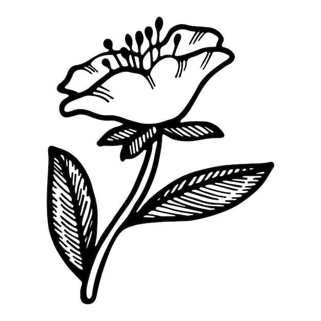 Ilustración de flor de cerezo Doodle