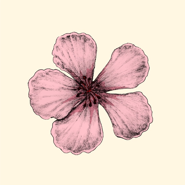 Ilustración de la flor de cerezo