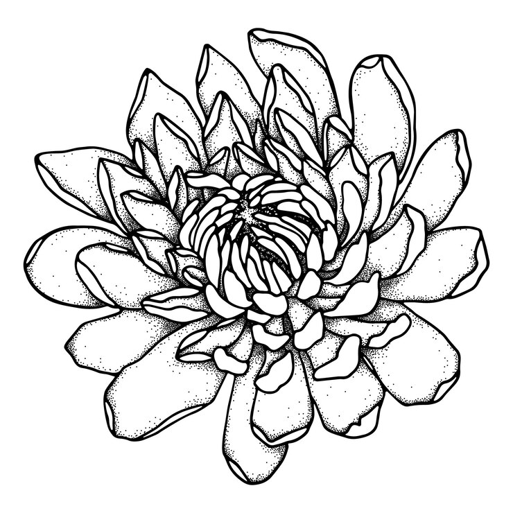 Vector ilustración de flor de crisantemo doodle