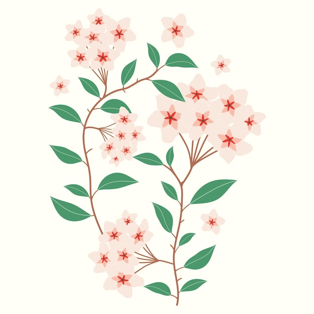 Vector ilustración de flor de hoya carnosa