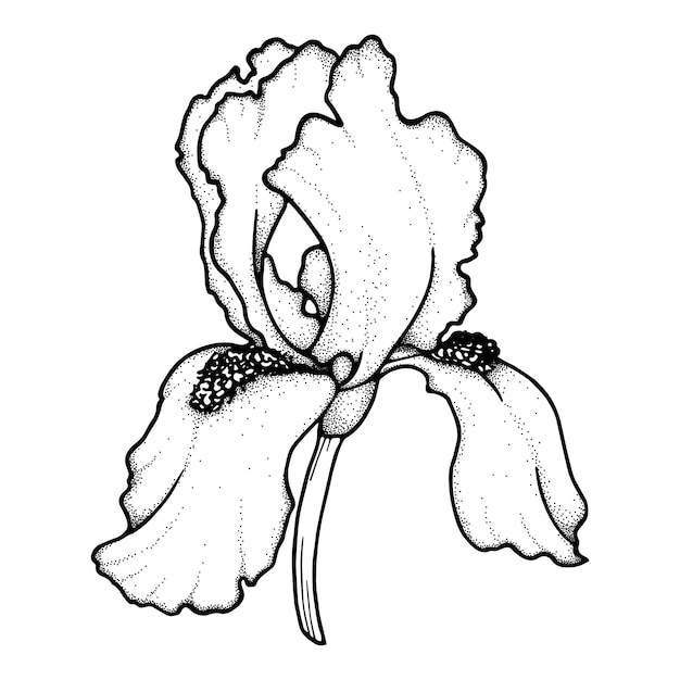 Ilustración de flor de iris Doodle