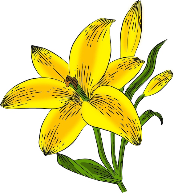 Ilustración de flor de lirio amarillo