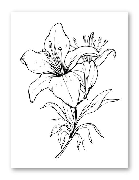 Vector ilustración de flor de lirio para colorear página