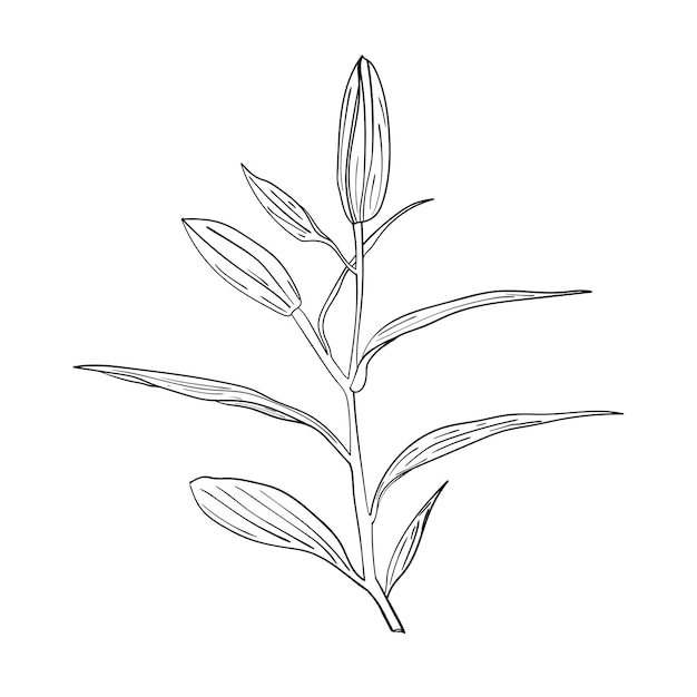 Ilustración de flor de lirio. Elemento de diseño vectorial.