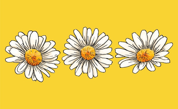 Ilustración de flor de margarita