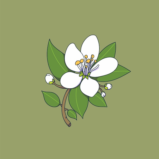 Ilustración de la flor de neroli con pistilo y hojas
