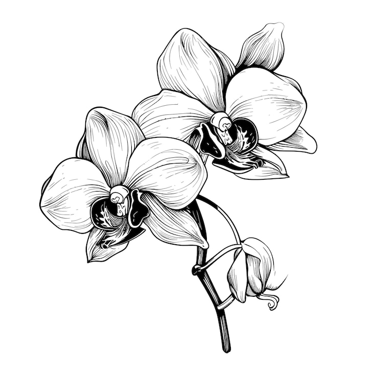 Vector ilustración de flor de orquídea bosquejo dibujado a mano