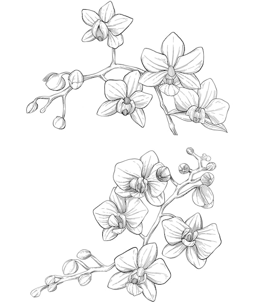 Ilustración de flor de orquídea