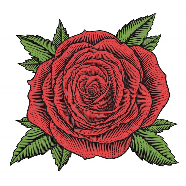 Ilustración de flor rosa grabado vintage