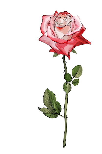 Ilustración de flor rosa roja