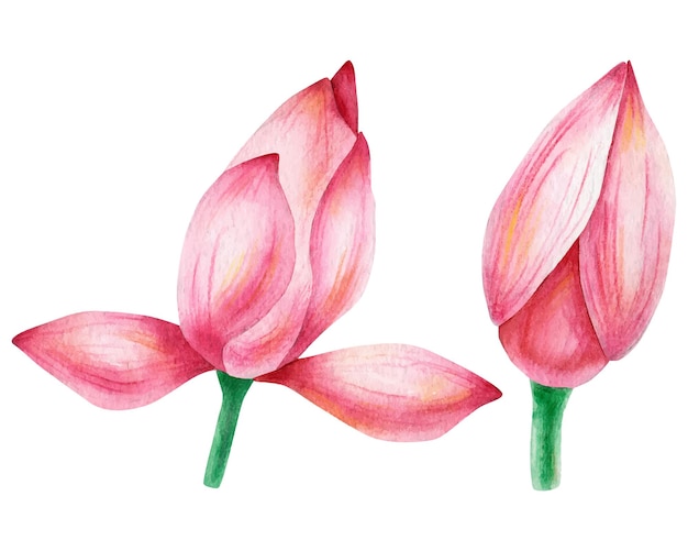 Ilustración de la flor