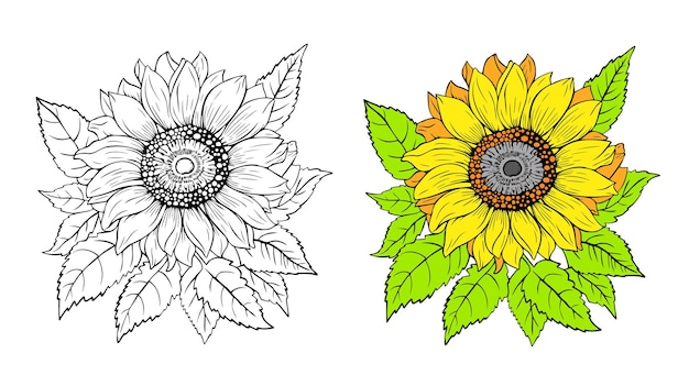 Ilustración floral botánica girasol de pradera silvestre aislado sobre fondo blanco