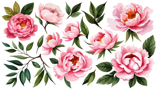 Vector ilustración floral conjunto ramo de peonías rosadas marco de corona hojas verdes rosa melocotón rubor blanco