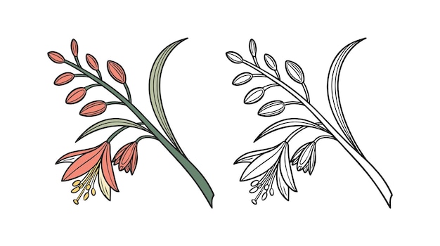 Ilustración floral Un dibujo detallado de una planta en flor