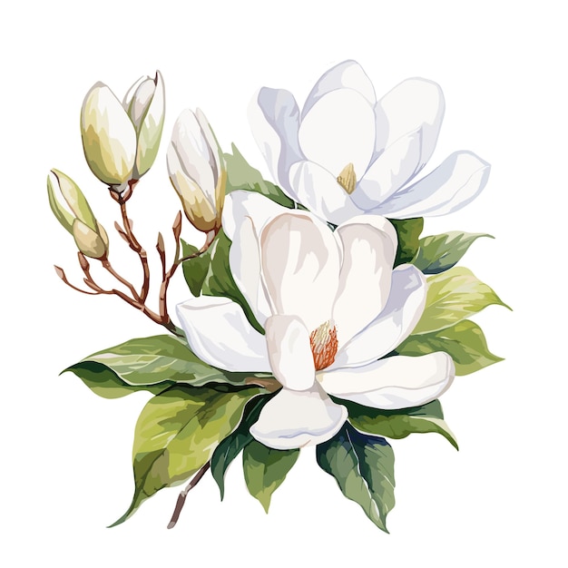 Vector ilustración floral de magnolias blancas